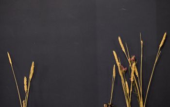 The Sister Brussels Café #6