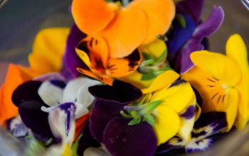 le Moulin d'Isnard  #5