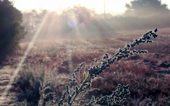 Les petits plats de Trinidad #2